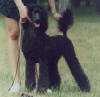 Dama Pik s Lipetskoy Slobody | Poodle 