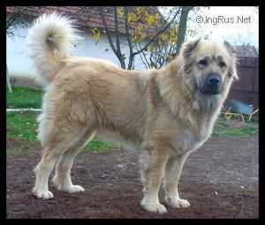 Dermina Alex Ira | Caucasian Mountain Dog 
