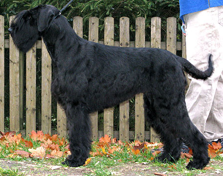 Piranya vom Nordexpress | Giant Schnauzer 