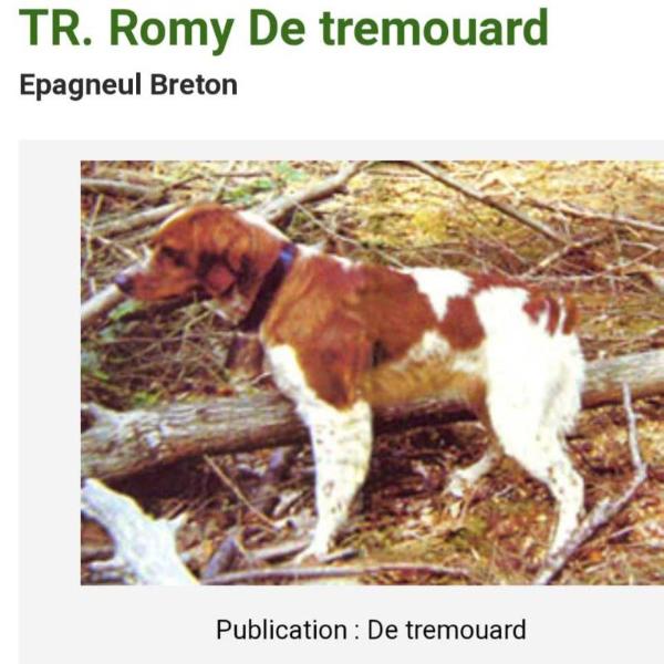 ROMY de Tremouard | Brittany 