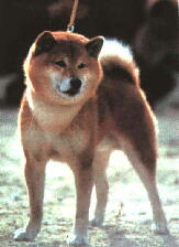 Jouji of Fussaen | Shiba Inu 