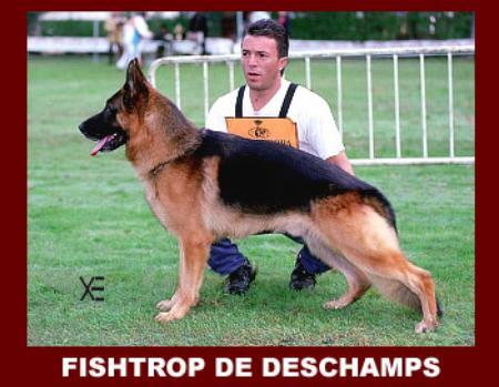 Fishtrop de Deschamps | German Shepherd Dog 
