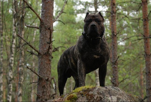Proud Mufasa Barbarian | Perro de Presa Canario 