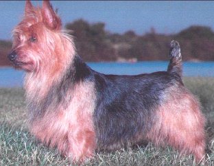 Yaralla's Rock The Ring | Australian Terrier 