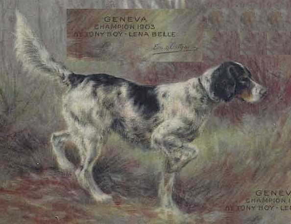 Geneva (Tony Boy x Lena Belle) | English Setter 