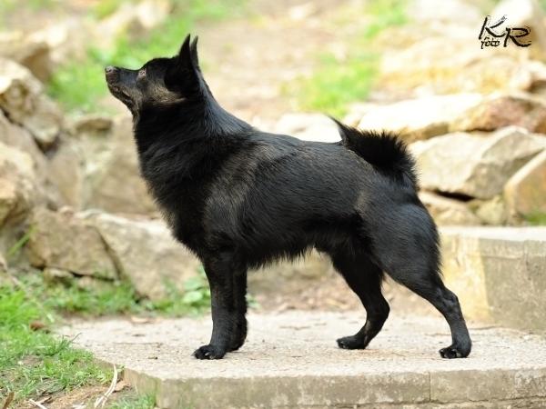 Speedy | Schipperke 