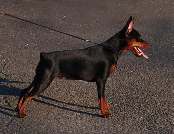 AMARULLA SANGRE CALIENTE | Miniature Pinscher 