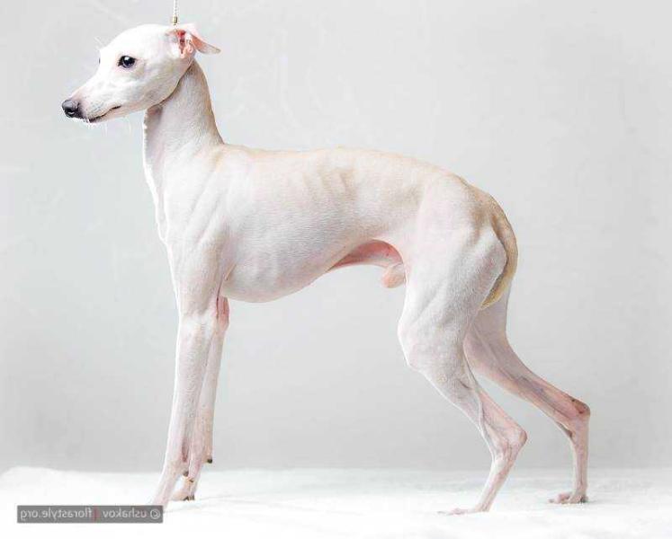 Dark Legend's Quasar | Italian Greyhound 