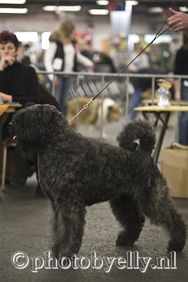 Minx-Inca v.d. Vanenblikhoeve | Bouvier des Flandres 