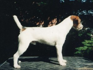 Rednock Sinbad | Jack Russell Terrier 