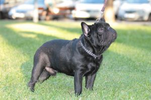 Napoleon D'Magamurc | French Bulldog 