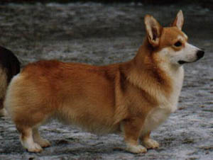 Kilvewood October Mist | Pembroke Welsh Corgi 