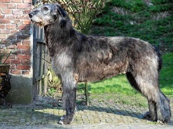 Pitlochry's Sir Sean | Irish Wolfhound 