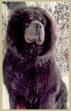 MAGRAD STRAZCE Z TIBETU | Tibetan Mastiff 