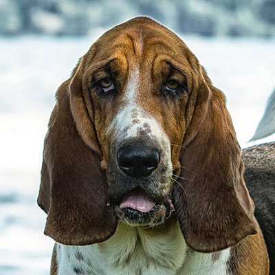 Brunello The Paradisehound | Basset Hound 