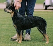 Kombinalong Miss Super | Australian Cattle Dog 
