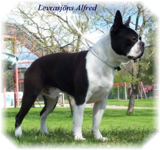 Levrasjöns Alfred | Boston Terrier 