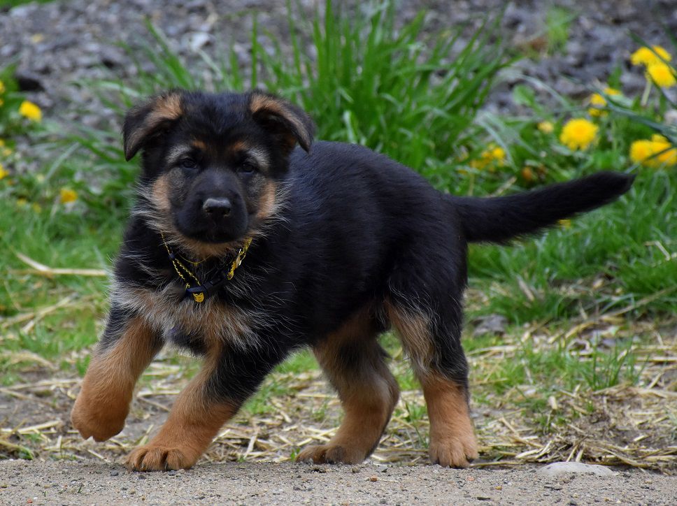 Dannys Best of the Gods | German Shepherd Dog 