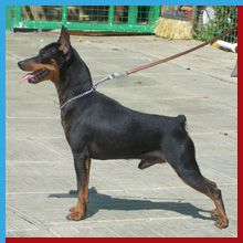 TAURO TEDEO DE LOS VALIENTES | Miniature Pinscher 