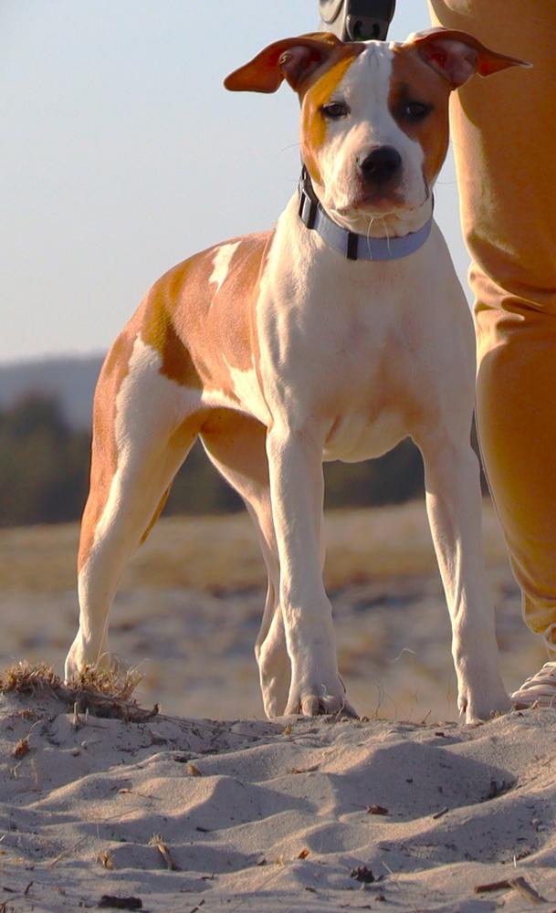 PRAGA goddess indra | American Staffordshire Terrier 