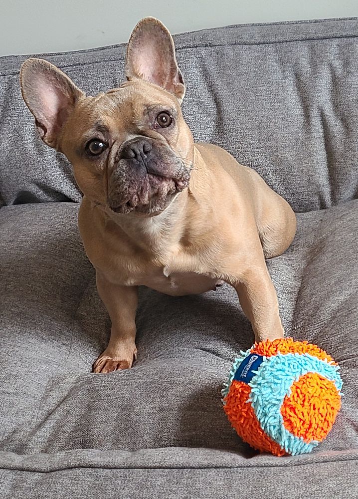 WYBs Lady Glitter Sparkles Seriously | French Bulldog 