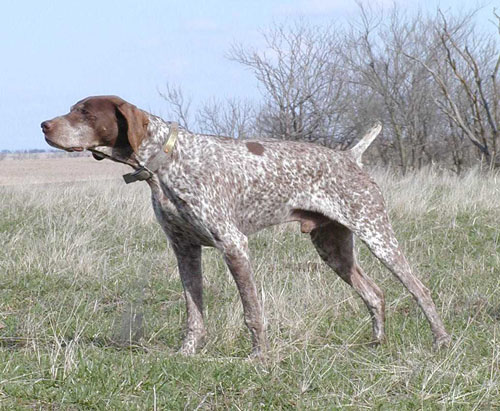 Heide Ho's MRT. | German Shorthaired Pointer 