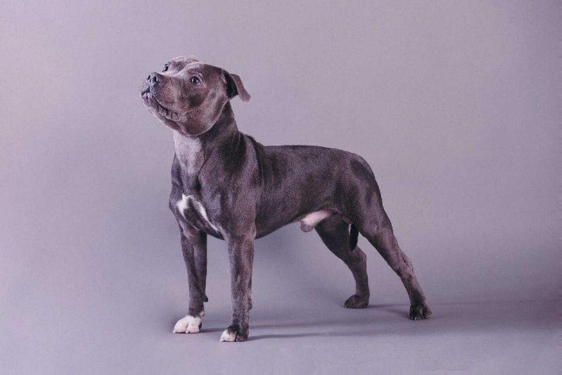 RUSSIAN REZIDENT WILLIAM JAZZ | Staffordshire Bull Terrier 