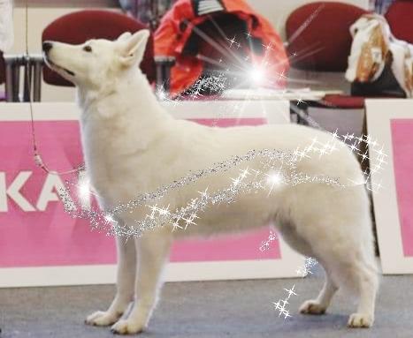 Ice Angel of Dreams Deja Vu | White Swiss Shepherd Dog 