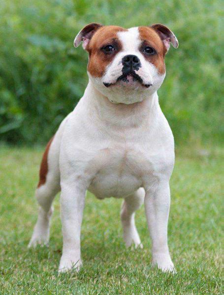 Z-Suit Strong Boy Fransimo Bogemia | Staffordshire Bull Terrier 