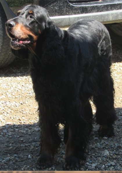 Aliceminervamcgranitt | Gordon Setter 