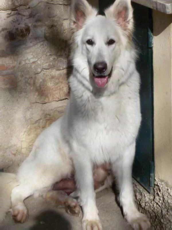 ASIAA | White Swiss Shepherd Dog 