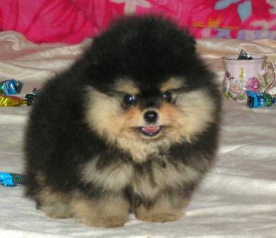 MagHanter Emir Black Sea | Pomeranian 