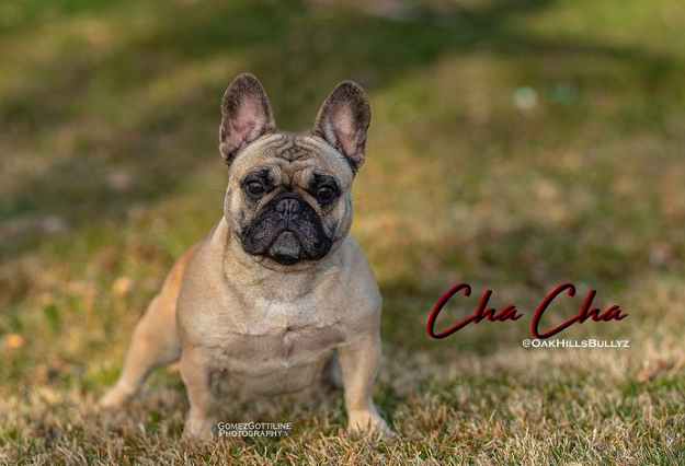 RRBullyz Cha Cha | French Bulldog 