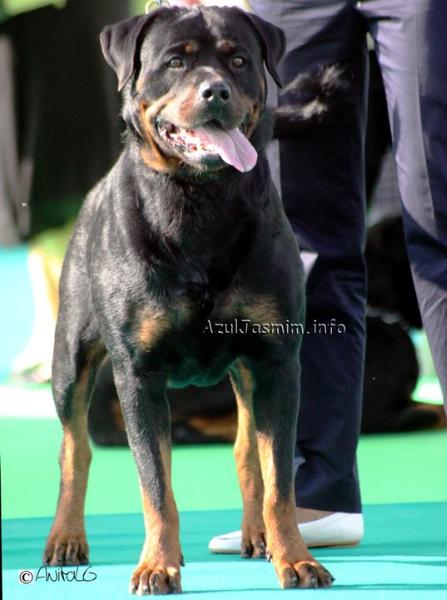 Dafne Da Villa Zadones | Rottweiler 