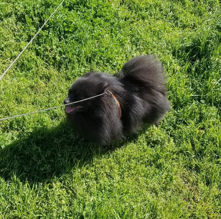 Dallas Clayton | Pomeranian 