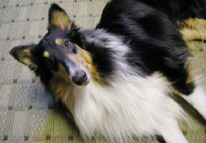 Stirling's Skye | Rough Collie 