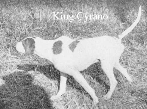 King Cyrano | Pointer 