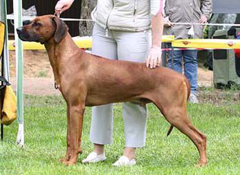 Shangani Umvutcha Lonzo | Rhodesian Ridgeback 