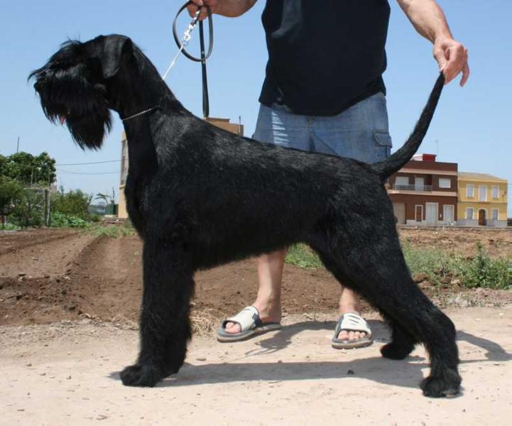 Carolina de Pichera | Giant Schnauzer 