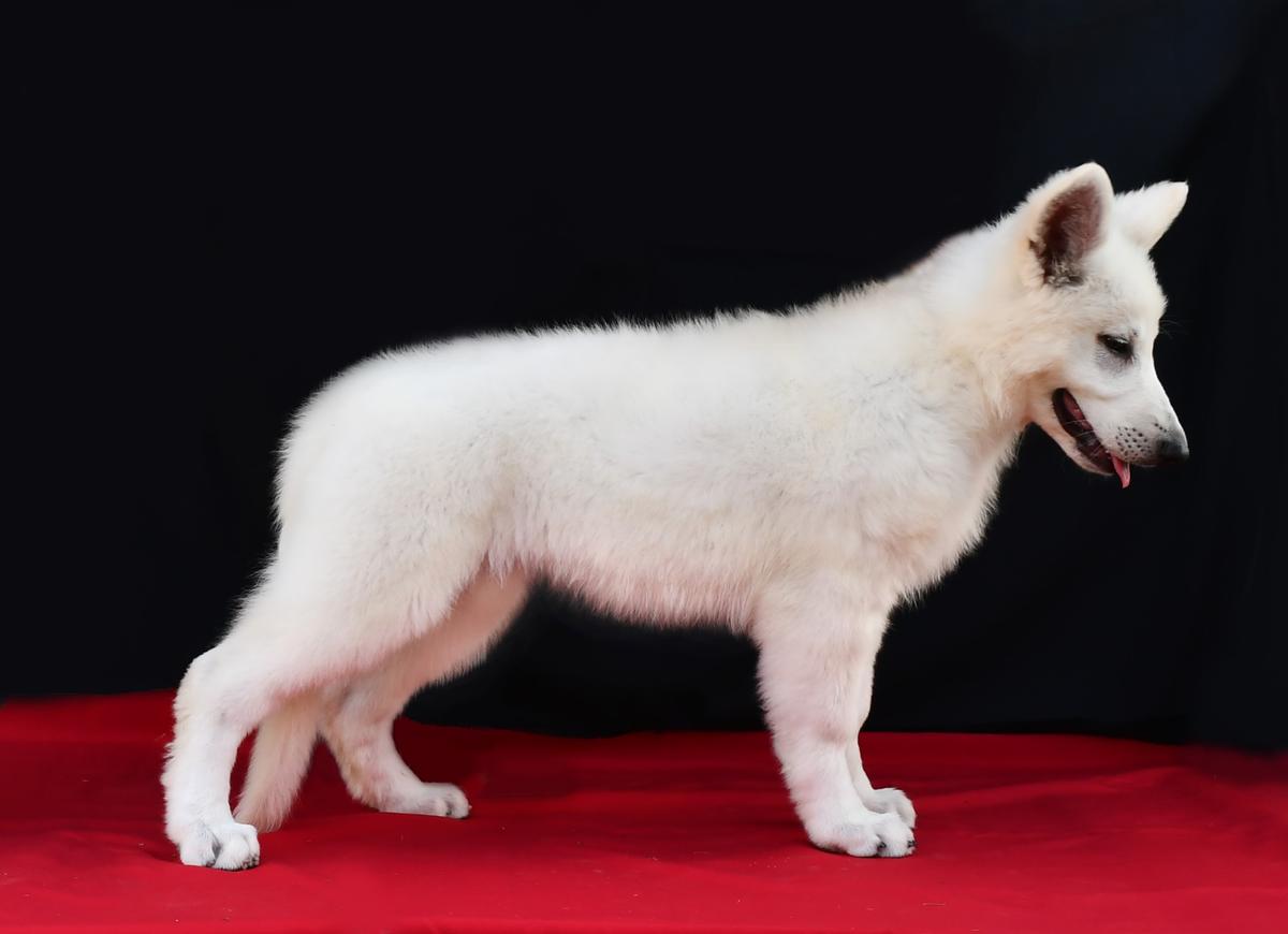 RIA STAR GENERATION | White Swiss Shepherd Dog 