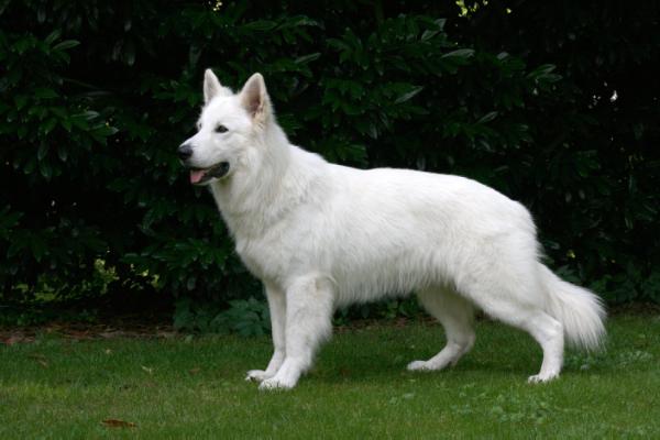 Nordic Snow of White Friends | White Swiss Shepherd Dog 