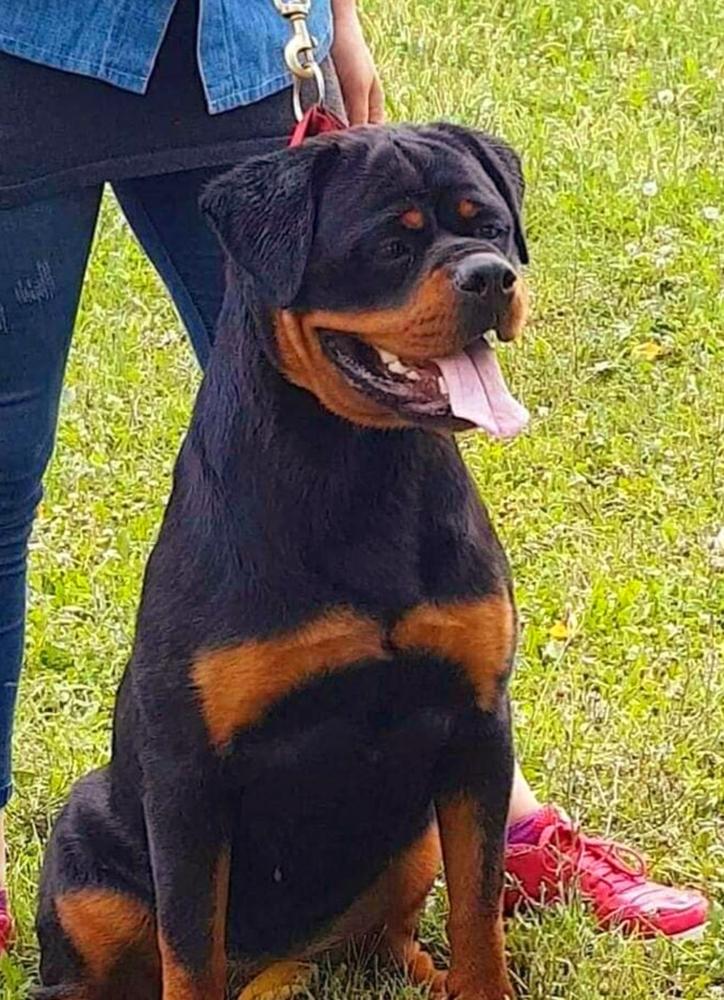 CAVALLI VH GOLDEN WIDERSHEIN | Rottweiler 