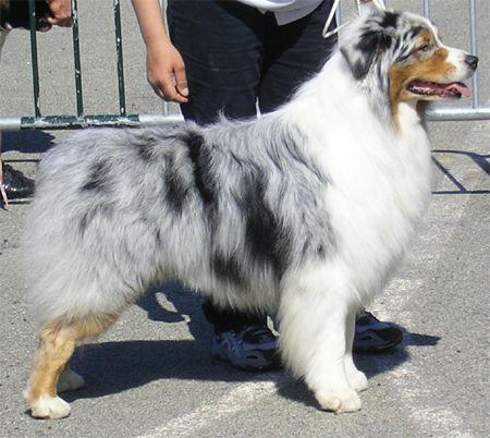 Myshara's Dream Catcher | Australian Shepherd 