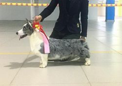 Marianna Fentezi Lya Burge | Cardigan Welsh Corgi 