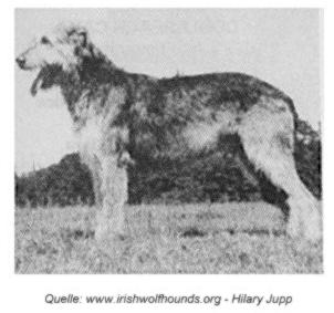 Boroughbury Justice | Irish Wolfhound 