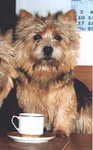 MAID MARION vom Litzlbach | Norwich Terrier 