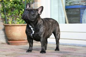 Aderfia Florence | French Bulldog 