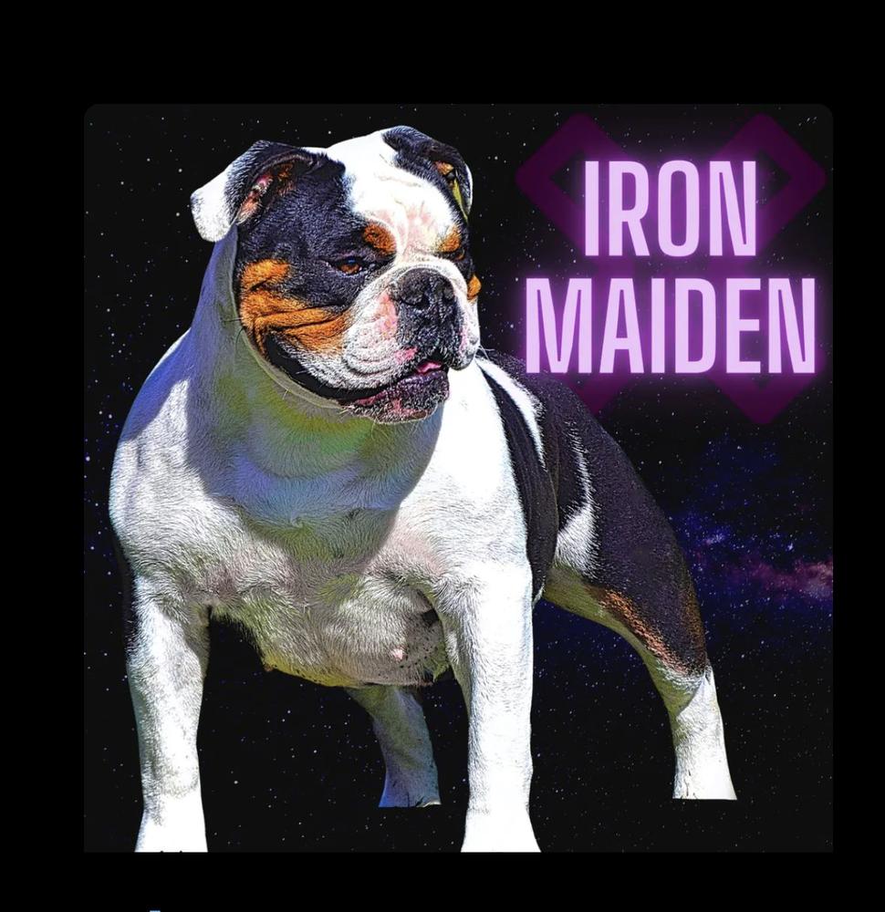 IBULLDOGGES Iron Maiden | Olde English Bulldogge 