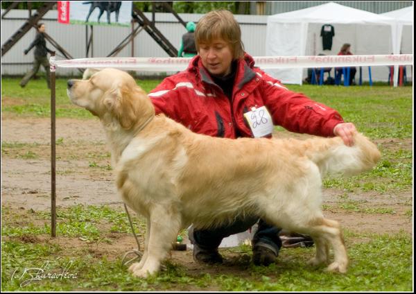 Franz Anton Beckenbauer | Golden Retriever 