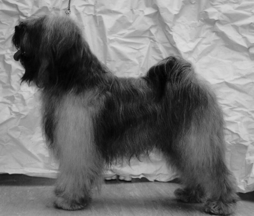 KHETASHIO DIN-DIN | Tibetan Terrier 